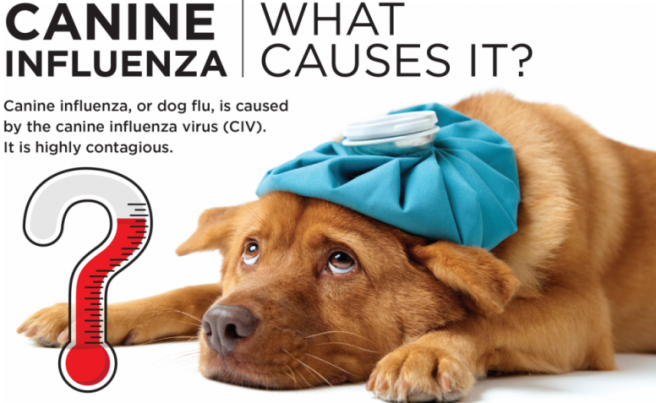 Canine Influenza AVMA Image